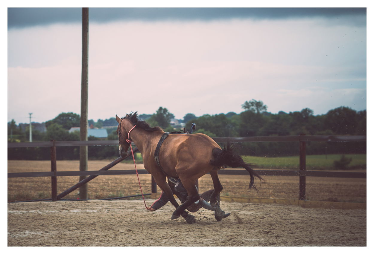 La peur à cheval : comment la dépasser ?