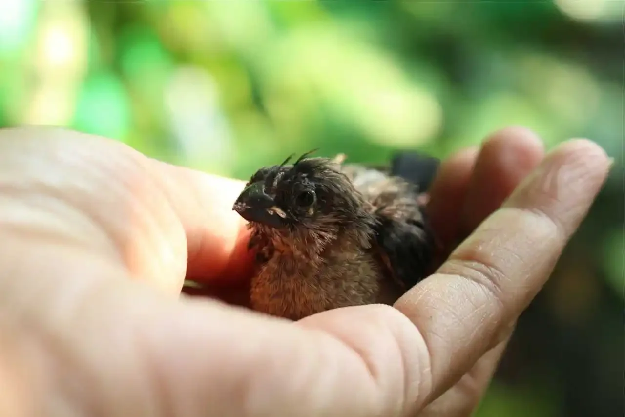 bird in a human hand trust with animal communication