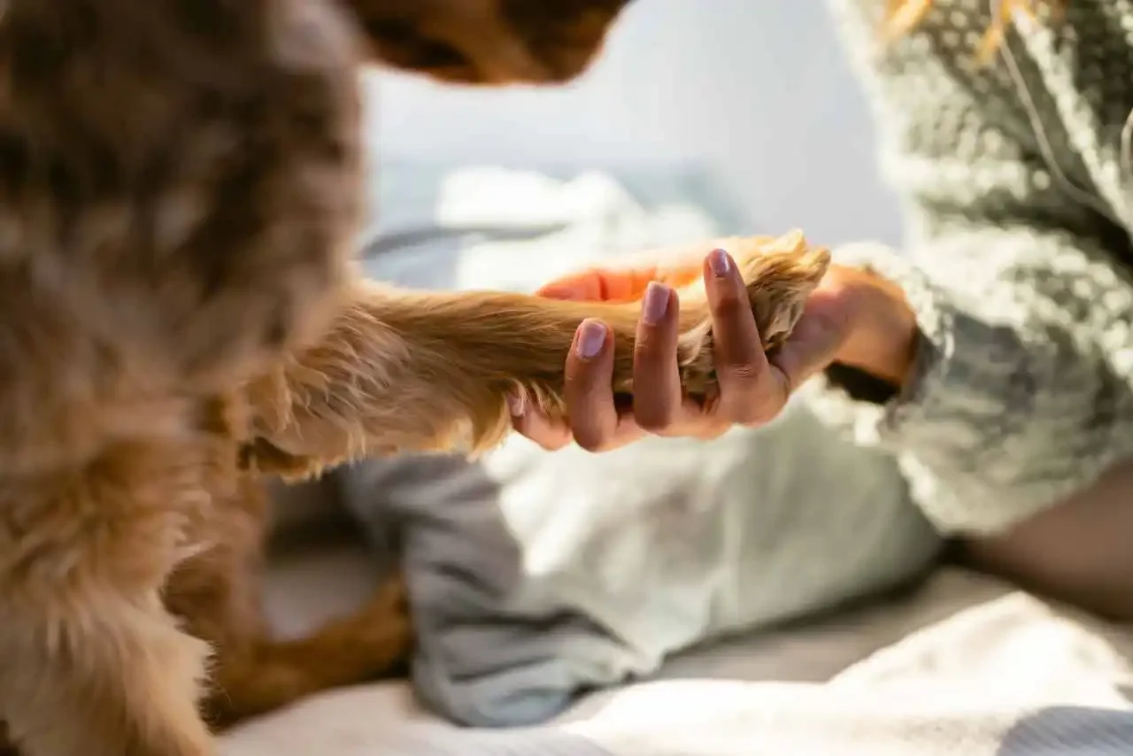 cats paw in woman's hand communicating with an animal
