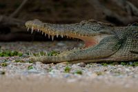 Kakadu & Top End Photography Tour